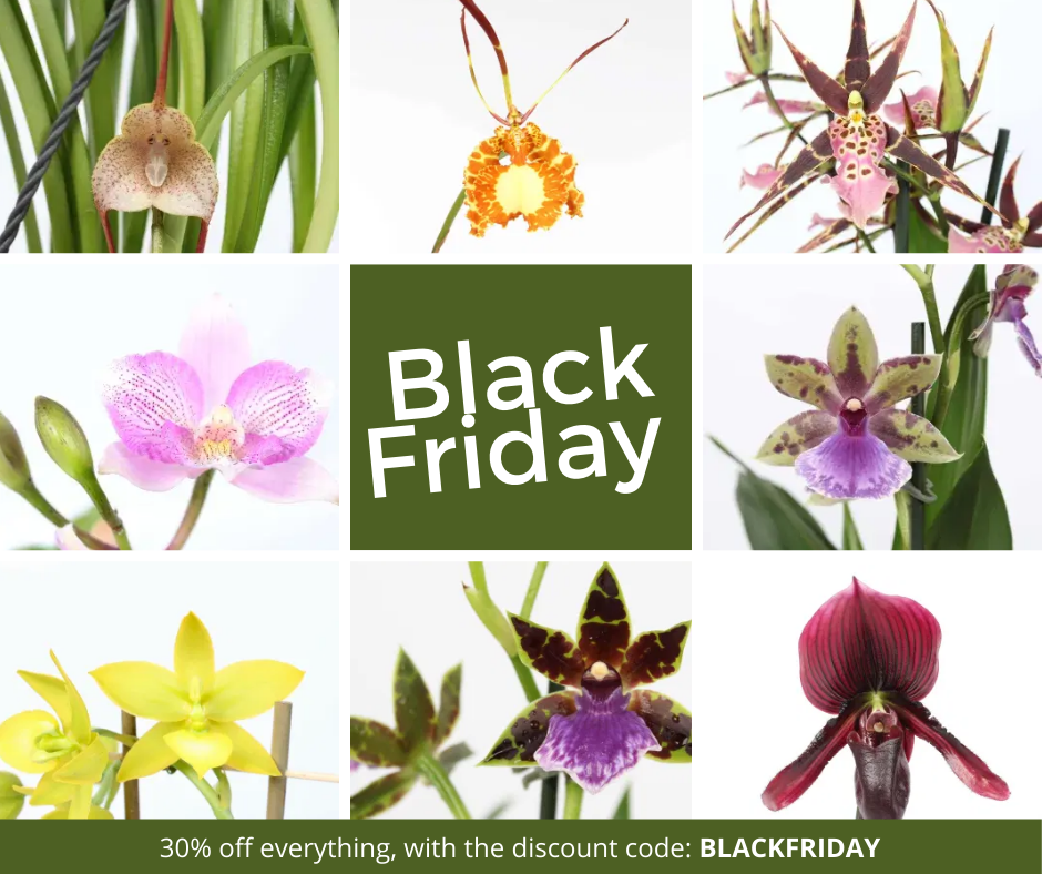 Blackfriday